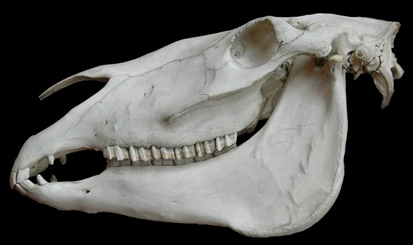 Animal Skull Identification Chart