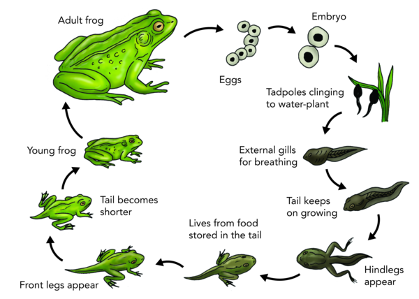 What are the developmental stages of a frog?