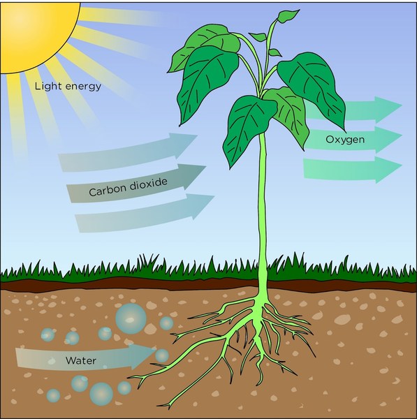 In which area of a leaf does photosynthesis take place?